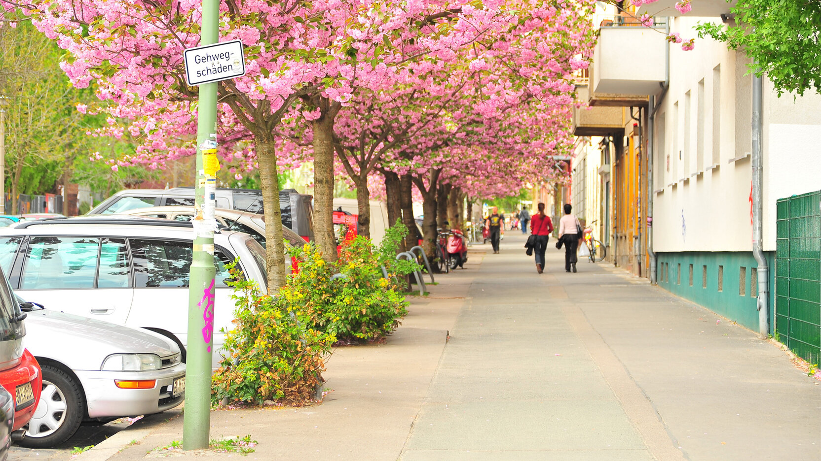 Straßenzug mit parkenden Autos und Gehweg, gesäumt von Bäumen mit rosa Blüten; entlang der Hausfassaden gehen mehrere Personen, ein Verkehrsschild mit der Aufschrift „Gehwegschäden“ ist an einem Laternenmast befestigt.