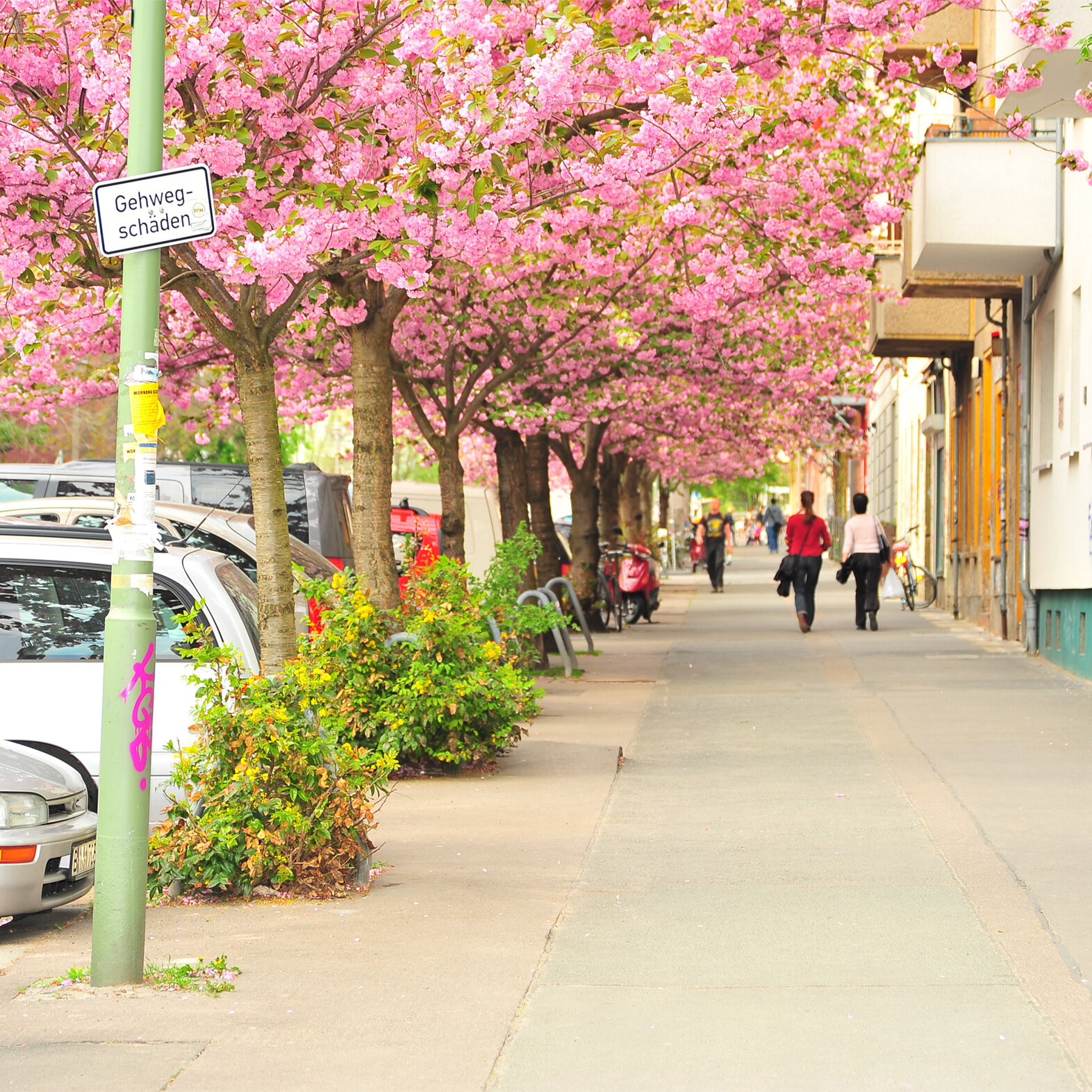 Straßenzug mit parkenden Autos und Gehweg, gesäumt von Bäumen mit rosa Blüten; entlang der Hausfassaden gehen mehrere Personen, ein Verkehrsschild mit der Aufschrift „Gehwegschäden“ ist an einem Laternenmast befestigt.